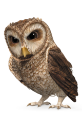 Owl PNG-26766